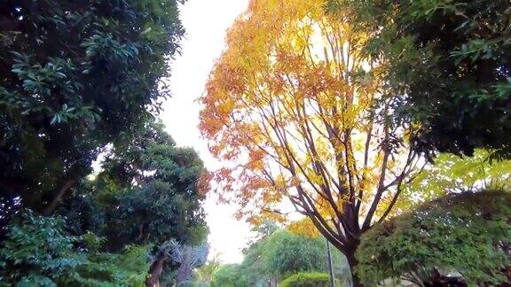 横滨野山公园之美
