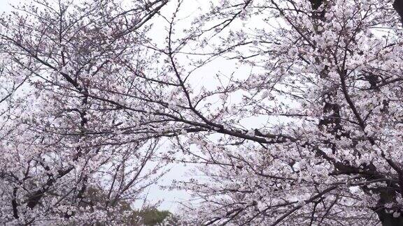 花园里的樱花枝