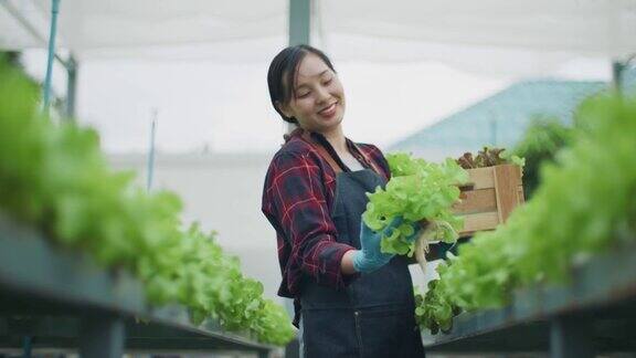 农民在水培农场收获蔬菜