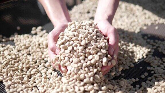 慢动作近距离手检查咖啡种子在日光田咖啡农民的手筛干燥的咖啡豆