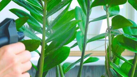 近距离喷洒后湿润室内植物妇女喷洒zamioculcas室内植物在家里取暖季节滋润叶子绿色植物在家里