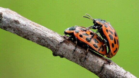 食叶的甲虫在夏天在树枝上交配
