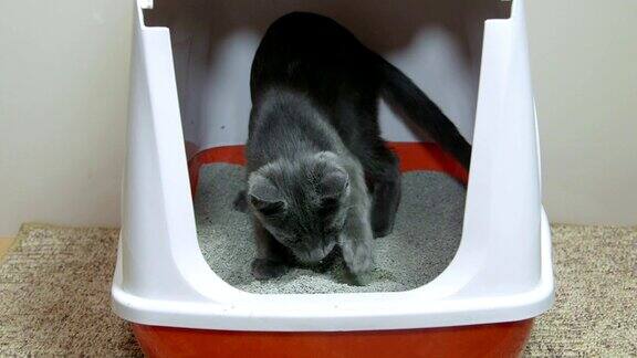 猫使用封闭式猫砂盒