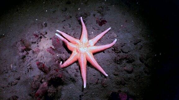 白海海床上的红色海星
