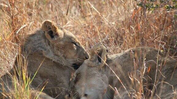 非洲狮友好地互相梳理毛发