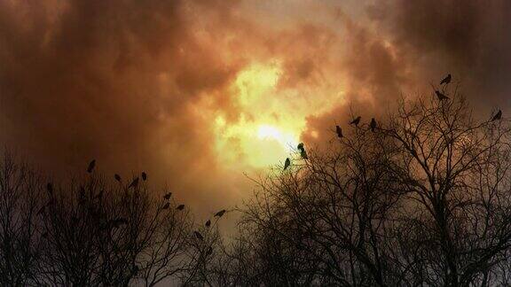 一群乌鸦坐在树上