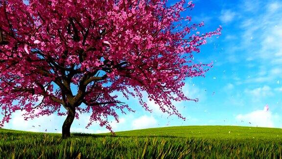 白天绿草山上盛开的樱花树