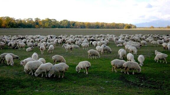 一大群羊在田野里吃草