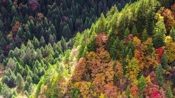 秋天的森林是五彩缤纷的