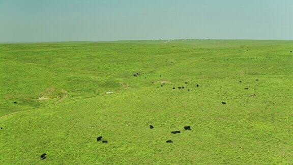 在堪萨斯州草原上放牧的奶牛-空中