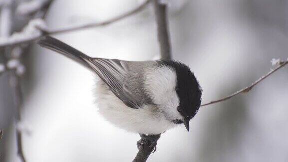 雪上的小鸟山雀畏缩在树枝上