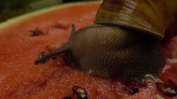 巨型非洲蜗牛在西瓜上的微距拍摄缘生蜗牛卵慢慢地吃着多汁的西瓜夏天的背景