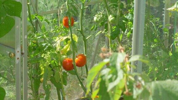 西红柿在花园里生长4k慢镜头60fps