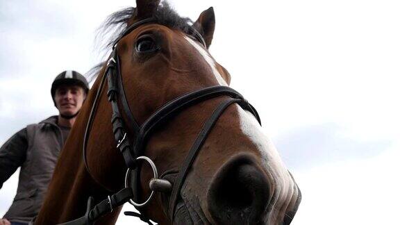 马的嘴部或头部靠近笼头脸部的棕色骏马和眼睛在特写与鬃毛细节骑师骑坐慢动作