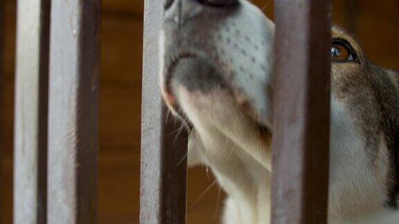 一个被关在笼子里的聪明狗的悲伤表情