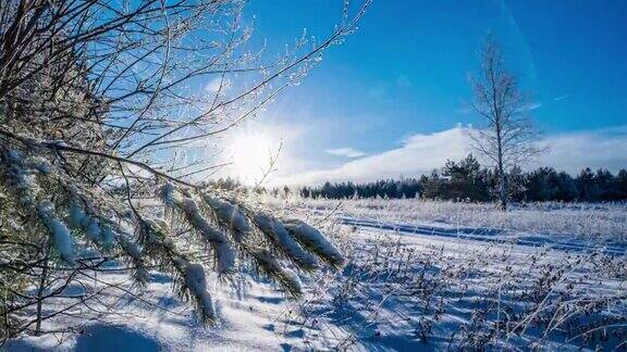 冬天的森林阳光穿过云杉树枝绿色的冷杉和树木大量的雪整个地球被雪覆盖着树枝上的雪雪是明亮的hyperlapse