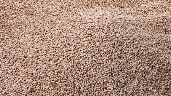 收获的干鹰嘴豆和农民一样鹰嘴豆正准备上市