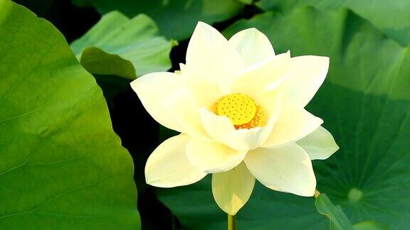 池塘里的白莲花