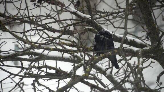 一只乌鸦在一场大雪中坐在树上