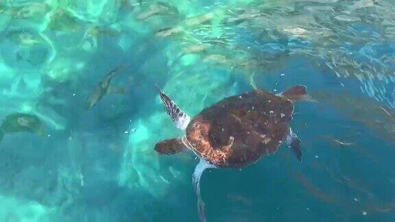 海龟在清澈透明的海水中进食从上面的观点