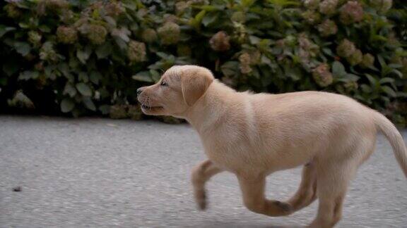慢动作的流浪狗在路上奔跑