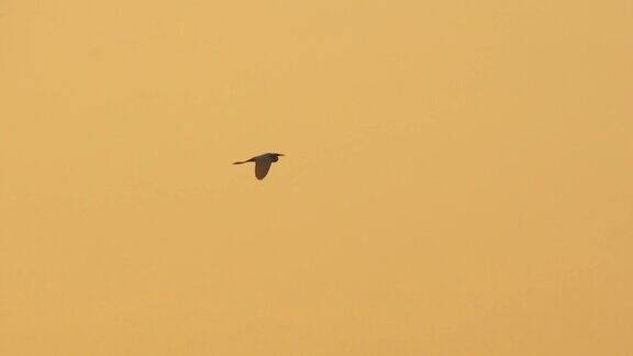 慢镜头鸟儿在天空中飞翔夕阳西下