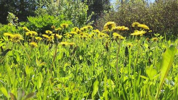黄色的蒲公英鲜亮的蒲公英花朵点缀在绿色的春日草地上田野在一个夏日阳光明媚的日子