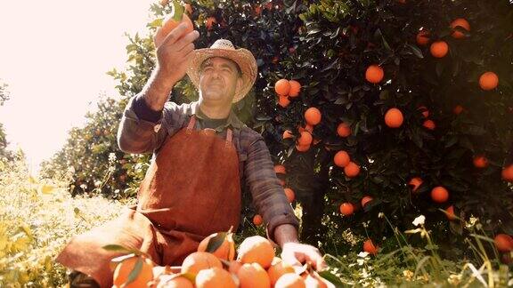 农民在看果园里的新鲜橙子
