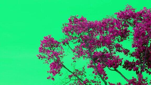 许多橡胶树的叶子粉红绿色随风飞舞