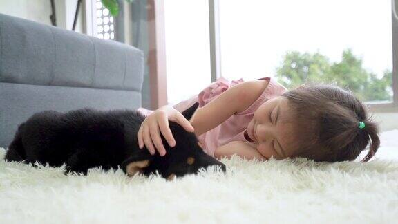 一个女孩在客厅里和一只黑色柴犬玩耍日本狗和女孩在客厅里