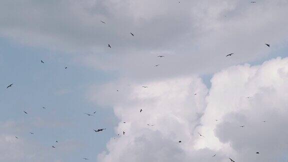 许多鸟儿在蓝天中飞翔