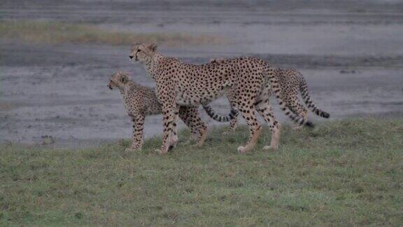 看着猎豹妈妈带着幼崽
