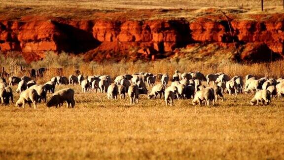 美国西部怀俄明州Thermopolis美丽的Butte畜牧牧场