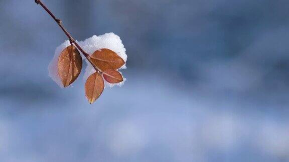 树叶和树枝被雪覆盖