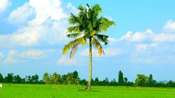 田野里那棵孤独的椰子树