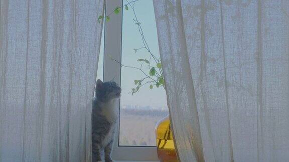 猫吃窗边室内植物的叶子窗台上的植物和宠物