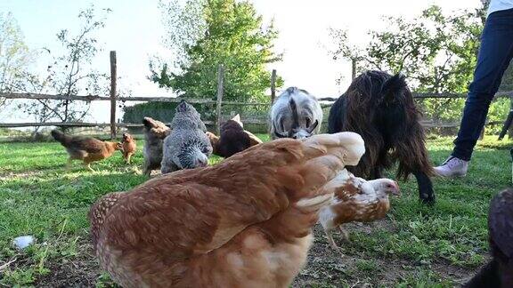 活跃的鸡和山羊在户外农场围栏放牧