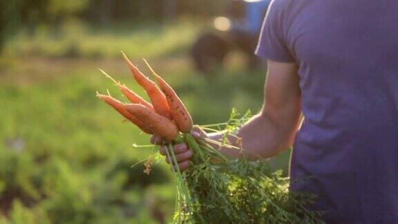 农民正拿着生物胡萝卜双手沾满了胡萝卜的泥土