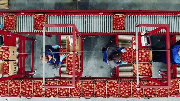 俯视图西红柿分拣过程进行的女性工人在工厂包装输送带