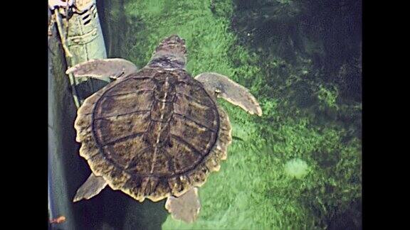 迈阿密海滩海龟