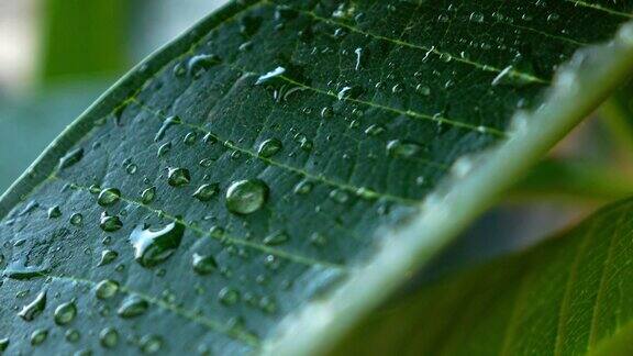 雨景4k水滴落叶上