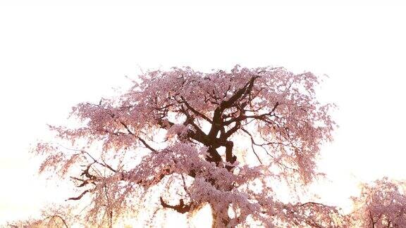 樱花在京都