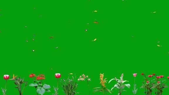 飞舞的蝴蝶在开花植物绿色屏幕上运动图形