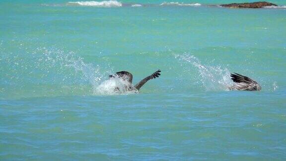 慢镜头:鹈鹕和一只海鸥在翠绿的海洋里捕食鱼