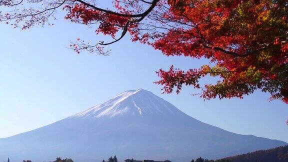 秋天的富士山川口吾湖的红枫