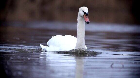 优美的白天鹅在水中游泳