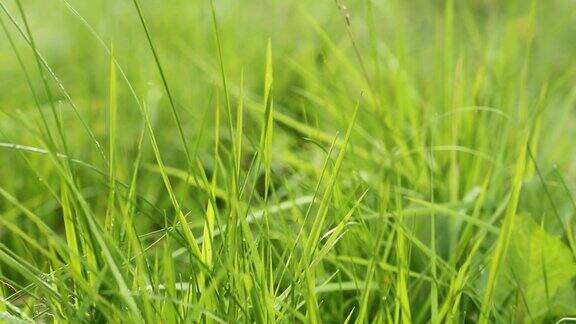 新鲜的绿草随风摇曳微距拍摄