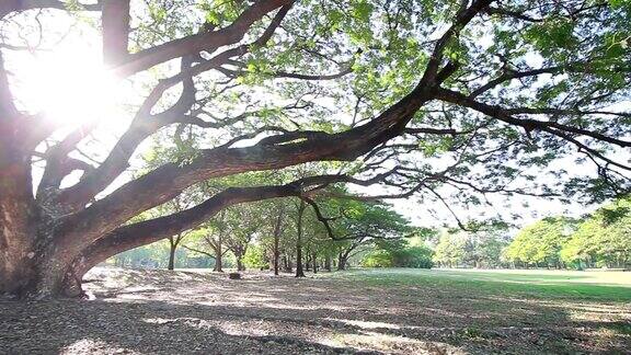 美丽的大树和大自然中的阳光