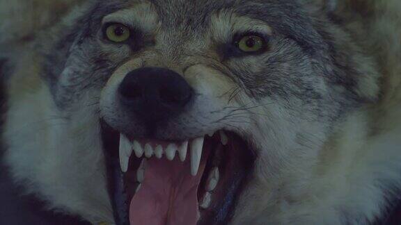 一只毛绒可怕的狼露着嘴长着尖牙特写镜头