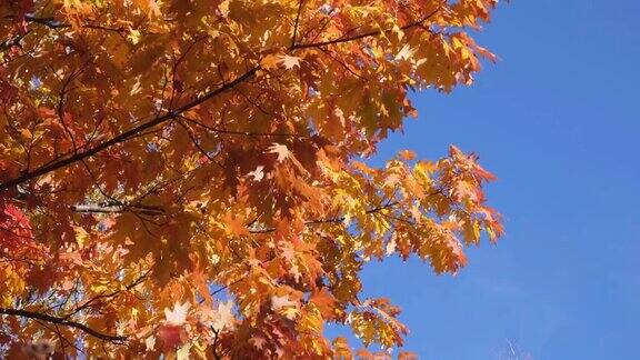 秋天的橡树有明亮的黄色和橙色的叶子